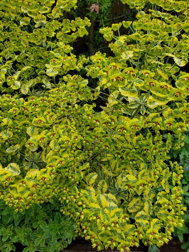 ユーフォルビア マルティニの投稿画像 By Junさん 信貴山の花屋さん 岡本ガーデン 21月5月24日 Greensnap グリーンスナップ