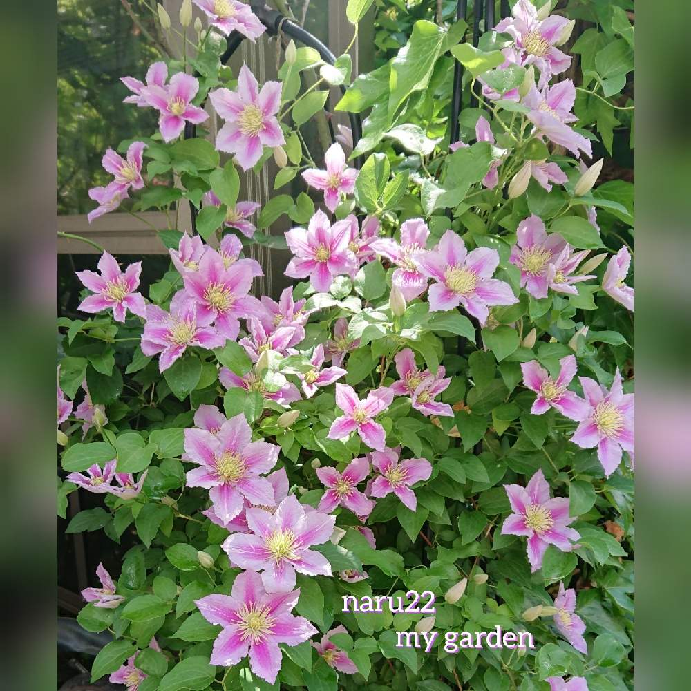 クレマチスの投稿画像 By Naru22さん クレマチス ピールと花のある暮らしと私の癒し と花芽が出たよ とおうち園芸 21月5月24日 Greensnap グリーンスナップ