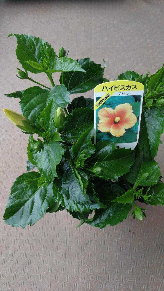 ハイビスカス プリン Greensnap グリーンスナップ