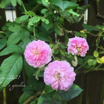 バラ ローラダボーの投稿画像一覧 Greensnap グリーンスナップ