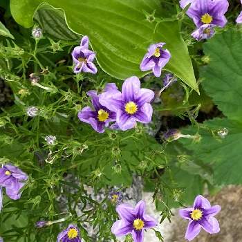 ニーレンべルキアの投稿画像一覧 Greensnap グリーンスナップ