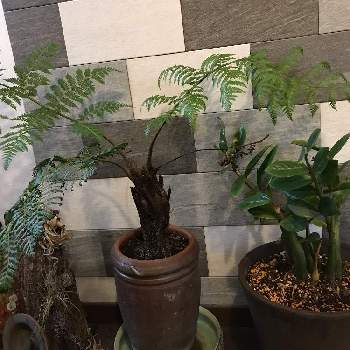 ヘゴの育て方 育てる場所や水やりの頻度は Greensnap グリーンスナップ