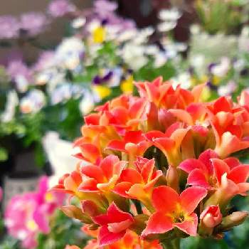 花での癒しの画像 by モモさん | バルコニー/ベランダとカランコエと花での癒しと可愛いなとお花大好きとガーデニングと花のある暮らしと我が家の花とオレンジ色のお花