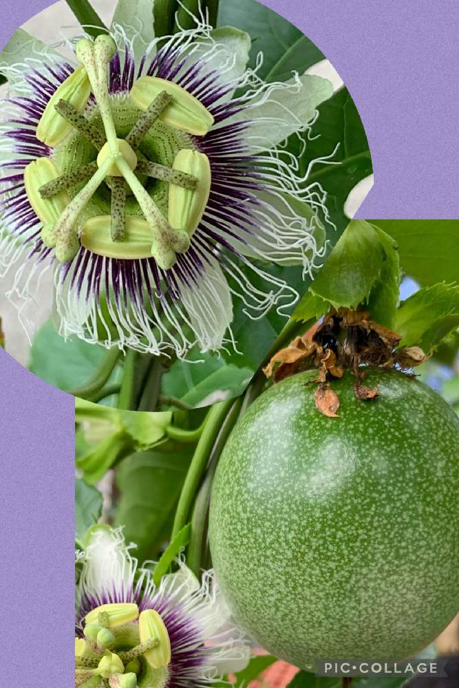 パッションフルーツの投稿画像 By こっちゃんさん 果物時計草 パッションフルーツ と花のある暮らしと植物のある暮らしとトケイソウ科とパッションフルーツ の実 と小さな庭と花のある暮らしと植物のある暮らしとトケイソウ科とパッションフルーツの実 21月5月