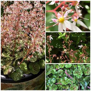 ユキノシタ科 の投稿画像一覧 Greensnap グリーンスナップ