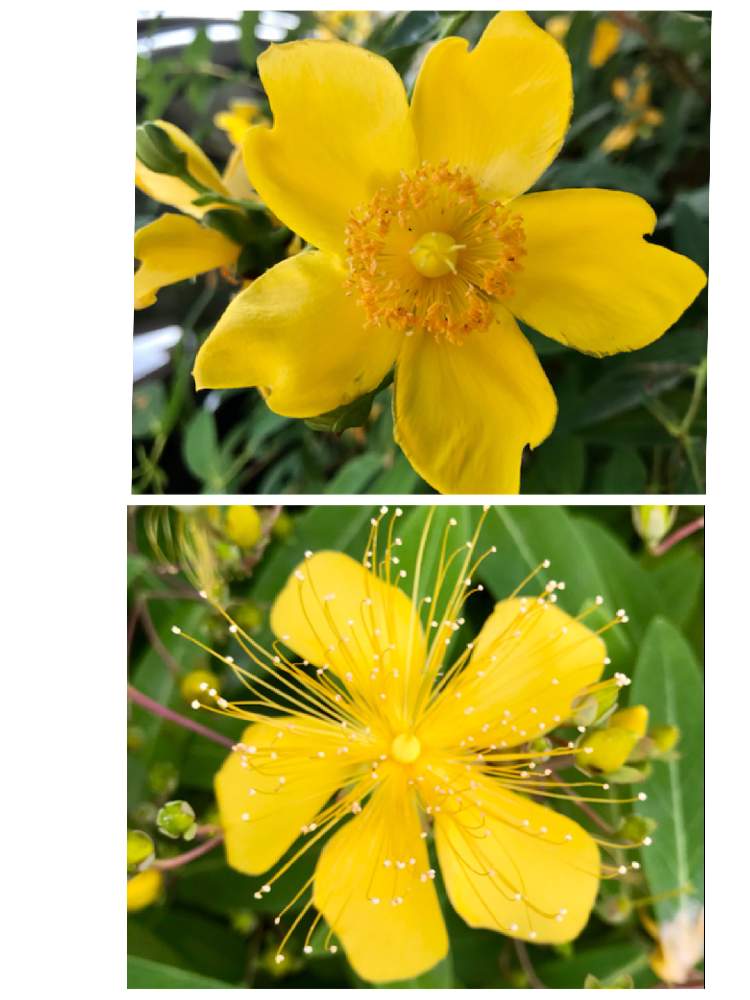 キンシバイ の投稿画像 By コーンフラワー さん キンシバイ 金糸梅 とビヨウヤナギのお花とくらべてみたよ 21月5月24日 Greensnap グリーンスナップ