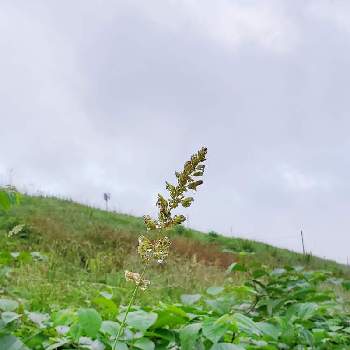 花粉症つらいの投稿画像一覧 Greensnap グリーンスナップ