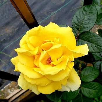 木立性の画像 by カトレアさん | 小さな庭とミケランジェロと庭のお花と木立性と黄色花とミケランジェロ♡と黄色いばら♡とミケランジェロのバラと四季咲きと可愛い
