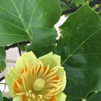 ユリの木の花の投稿画像一覧 Greensnap グリーンスナップ