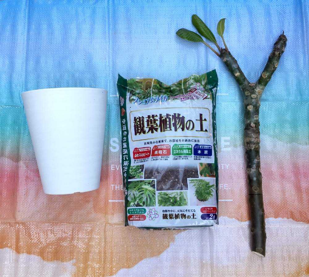 プルメリアの挿し木｜🍀GreenSnap（グリーンスナップ）