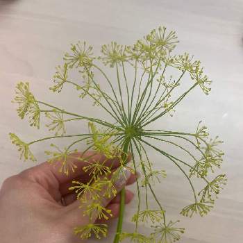 イノンドの投稿画像一覧 Greensnap グリーンスナップ