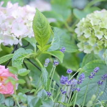 紫陽花レオンの投稿画像一覧 Greensnap グリーンスナップ