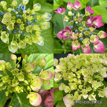 紫陽花グリーンシャドーの投稿画像一覧 Greensnap グリーンスナップ