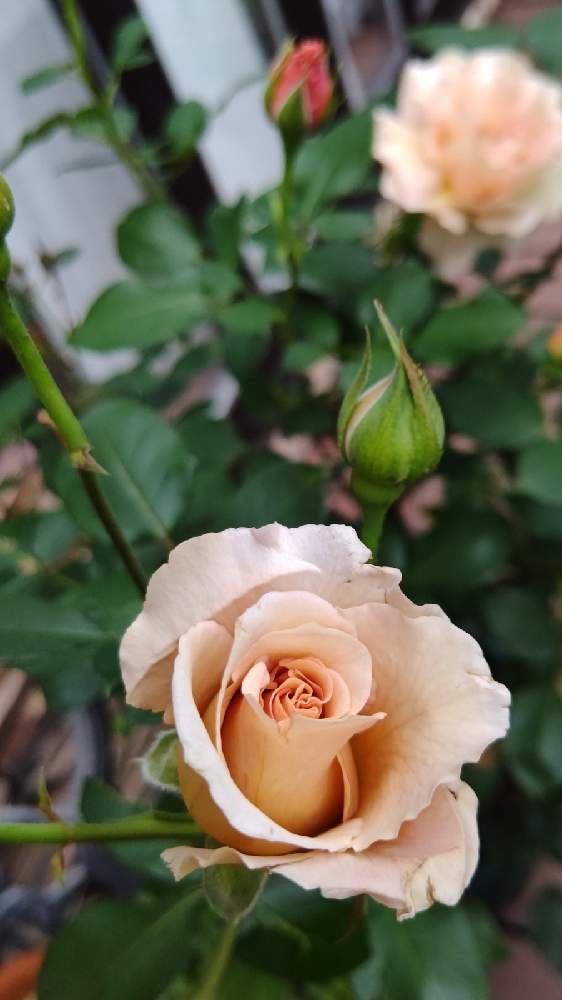 の画像 by M4さん | ジュリアと庭の片隅と家の前と可愛いと花びらとGREEN UP!と木蔭と薔薇の花