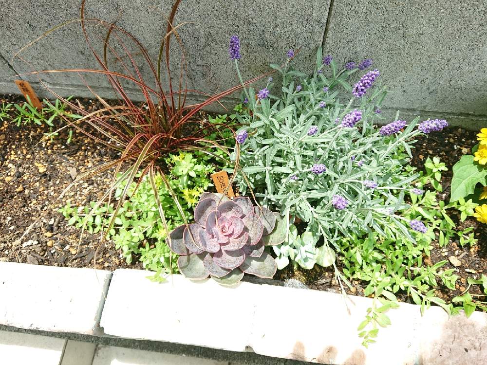 寄せ植えの投稿画像 By Mottyさん 花壇と日陰の花壇と極狭花壇とレイズドベッド 21月5月24日 Greensnap グリーンスナップ