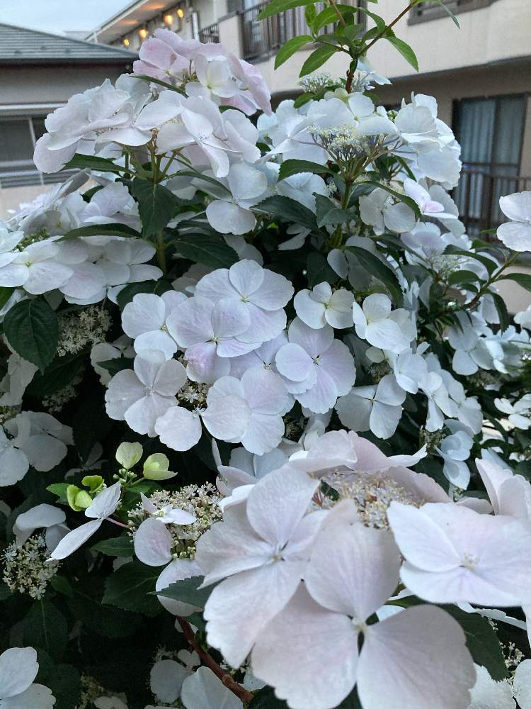 ラグランジア（アジサイ）：ブライダルシャワー5号ポット（開花実績株）*:花木 庭木の苗 『園芸ネット』本店 通販 ブライダルシャワー 