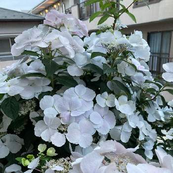 ラグランジア ブライダルシャワー Proven Winners Pw ガーデニング 園芸 花苗 低木 多肉植物 花 植物