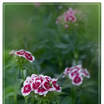 アメリカナデシコの投稿画像一覧 Greensnap グリーンスナップ