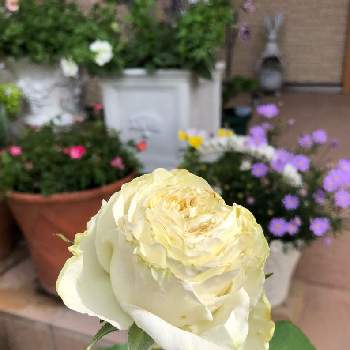 バラわかなの画像 by ゆかりんさん | 玄関と咲いてくれた♡とばら バラ 薔薇とバラわかなとおうち園芸と薔薇♪
