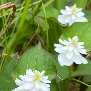 八重咲きどくだみの花の投稿画像一覧 Greensnap グリーンスナップ