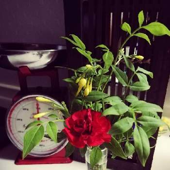 ソケイの投稿画像一覧 Greensnap グリーンスナップ