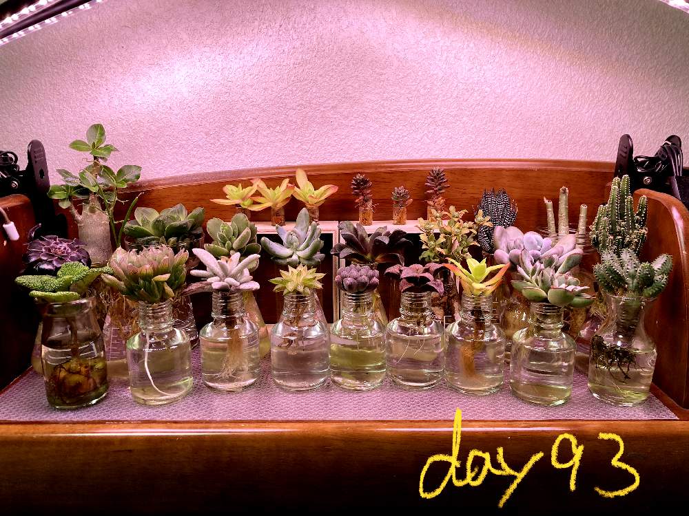 アデニウム ソマレンセの投稿画像 By Domino 多肉水耕さん 多肉植物と室内組と多肉水耕栽培と多肉植物水耕栽培と水耕栽培と塊根植物と多肉植物の水耕栽培とled栽培 21月5月24日 Greensnap グリーンスナップ