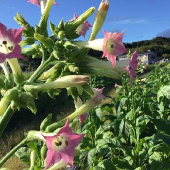 タバコの花の投稿画像一覧 Greensnap グリーンスナップ