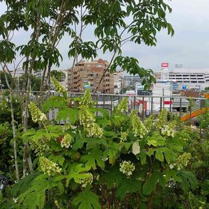 柏葉アジサイ,はなはな,アジサイ　紫陽花,屋上庭園,草花大好きの画像