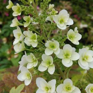 柏葉アジサイ,はなはな,アジサイ　紫陽花,屋上庭園,草花大好きの画像