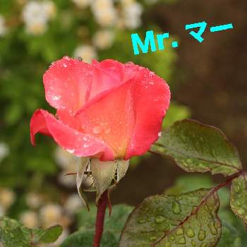 薔薇 レインボーノックアウトの画像 by Mr. マーさん | お出かけ先と薔薇 レインボーノックアウトとがんばれ！関西とやめよう無断転載ともんもんチャン♡見守り隊と薔薇愛同盟とEOSとわれら17年組と相模川ローズガーデンと月曜日にはバラを