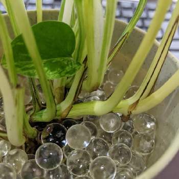 ジェルポリマーの投稿画像一覧 Greensnap グリーンスナップ