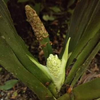 万年青の花の投稿画像一覧 Greensnap グリーンスナップ