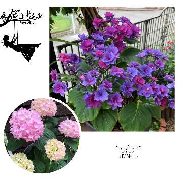 ガクアジサイ 青 紫 赤混合 の投稿画像一覧 Greensnap グリーンスナップ