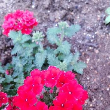 バーベナ 〈スーパーベナ〉の画像 by eryさん | バーベナ 〈スーパーベナ〉とあっ火曜日とイングリッシュコッカー・エリーの散歩道とご近所さんのお庭の花と真っ赤な火曜日