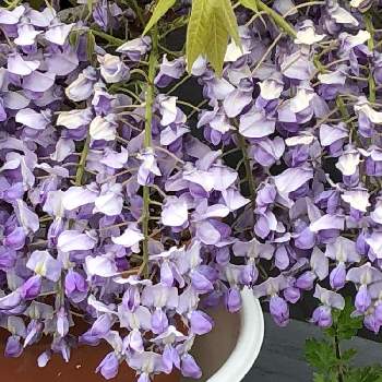 山藤色の藤の花の投稿画像一覧 Greensnap グリーンスナップ 山藤色の藤の花の投稿画像一覧 Greensnap グリーンスナップ
