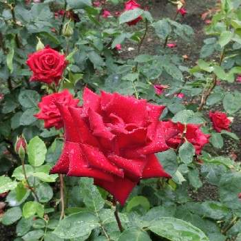 熱情の画像 by Kevinさん | お出かけ先と熱情とあっ火曜日と@バラとばら バラ 薔薇と素敵❗と真っ赤なバラと癒しとGS映えと今日の一枚とお花大好き✨と赤い花と可愛いと真っ赤な火曜日と花のある暮らしとかわいいと薔薇♪