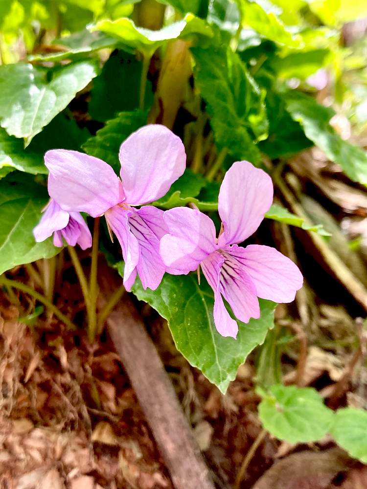 スミレ観察日記 備忘録その4 Greensnap グリーンスナップ