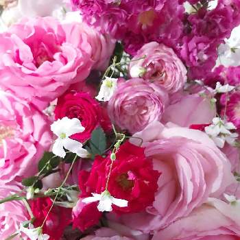 花摘みの画像 by hiroさん | 小さな庭と自慢のバラ_2021と庭のバラとばら バラ 薔薇と庭の花とバラ・ピエールドゥロンサールとバラのある暮らしと小庭のある暮らしと薔薇のある暮らし♡とばら大好きと庭のある暮らしと花摘みとガーデニングとバラが好きと我が家の庭のお花と花のある暮らしとピンクのばらと花がら摘み