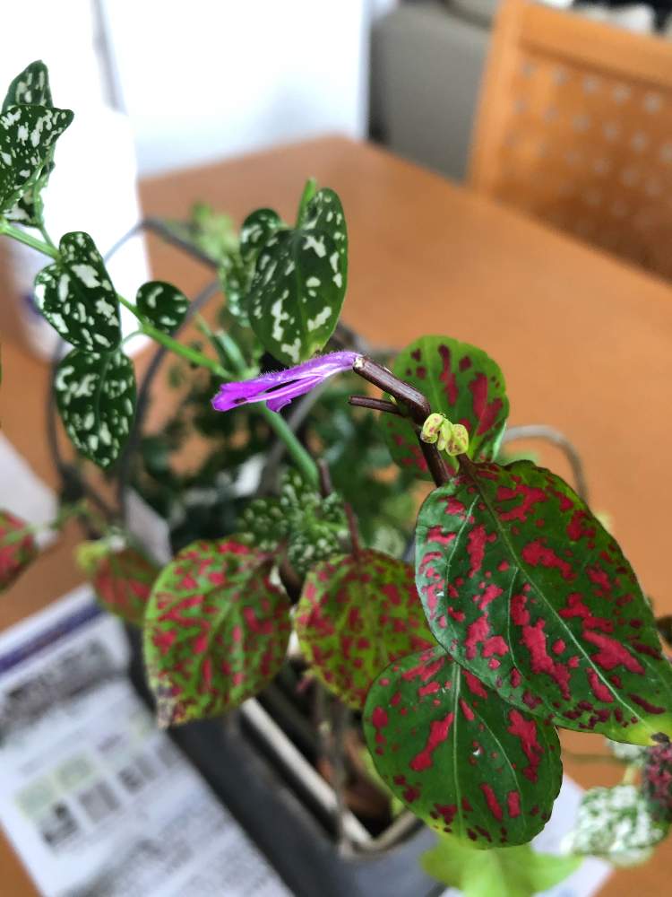 ヒポエステスの投稿画像 By けんさん 21月5月25日 Greensnap グリーンスナップ