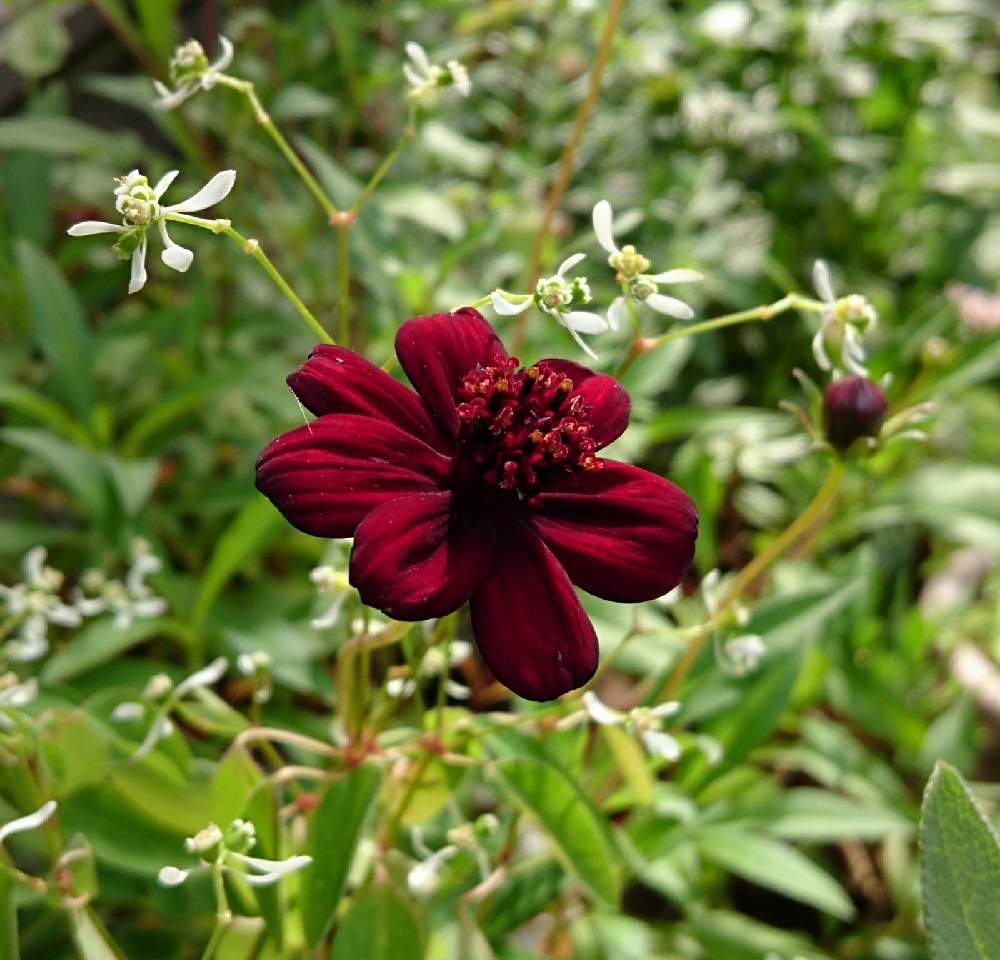 チョコレートコスモスの投稿画像 By ゆっけ さん チョコレートコスモス チョカモカとみどりのある暮らしと千葉県と冬越しと今日のお庭と成長記録といい香りと花のある暮らしとかわいいとスマホで撮影と庭の宿根草とpw 21月5月25日 Greensnap グリーンスナップ