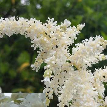 アスチルベ 白い花の画像 by シンさん | 小さな庭と花のある暮らしとアスチルベ 白い花