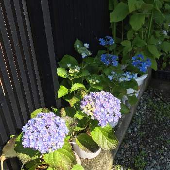 紫陽花 佳澄の画像 by あじさいさん | 小さな庭と紫陽花 てまりてまりと紫陽花 佳澄と紫陽花 望郷