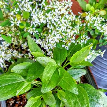 エキナセア グリーンジュエルの投稿画像一覧 Greensnap グリーンスナップ