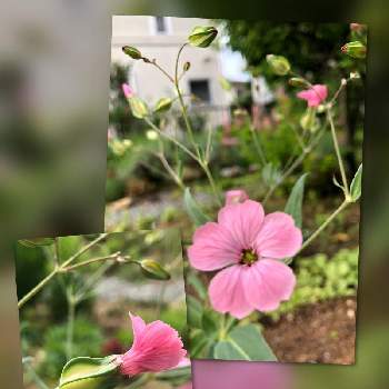 サポナリア♡の画像 by suzumamaさん | 花のある暮らしと庭*とおうち園芸とサポナリア♡