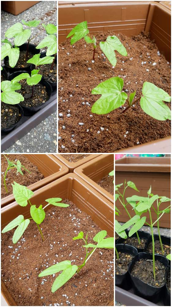 西洋朝顔の投稿画像 By みきさん 曜白朝顔とあさがお とガーデニング初心者と本葉出たとお花の居場所 21月5月25日 Greensnap グリーンスナップ