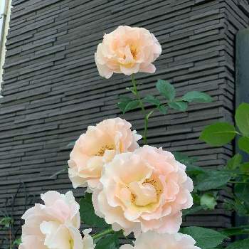 薔薇　ロココの画像 by フランネルさん | 小さな庭と薔薇♡とバラ大好きと薔薇　ロココと癒し…♡とかわい。と花のある暮らしとGS皆様ありがとうとスマホ撮り
