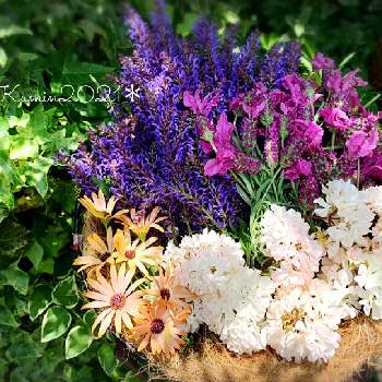 花摘みの画像 by Kumin✿︎さん | 花のある暮らしと富山支部とおうち園芸と花摘み