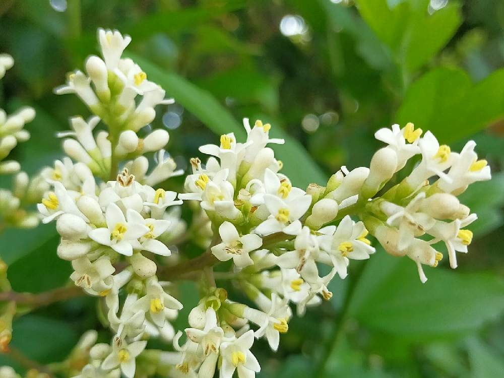 白い花の投稿画像 By S ー S コニーさん 実のなる木と小さい花とネズミモチのハナ 21月5月25日 Greensnap グリーンスナップ