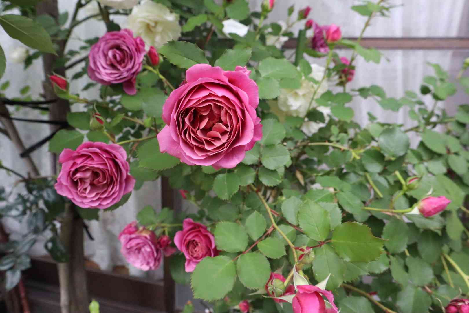 今年も薔薇に誘われて🌹個人のお庭拝見①｜🍀GreenSnap（グリーン