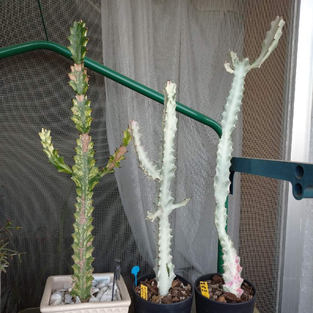 ユーフォルビア ホワイトゴーストの投稿画像 By かーくんママさん ユーフォルビア イエローゴースト とニコちゃんファン倶楽部 と新芽ちゃん と多肉女子と白い多肉と斑いりと斑入り 21月5月25日 Greensnap グリーンスナップ